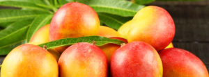 Read more about the article Production Process of Mango Puree and Mango Juice Concentrate