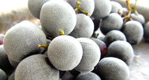 bulk frozen concord grapes