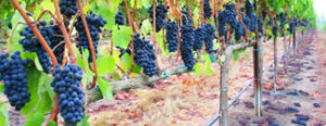 concord grape cultivation