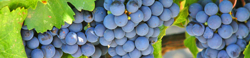 You are currently viewing A closer look at Concord Grapes. The history, cultivation, growing, production, nutrition facts, health benefits, uses and applications.