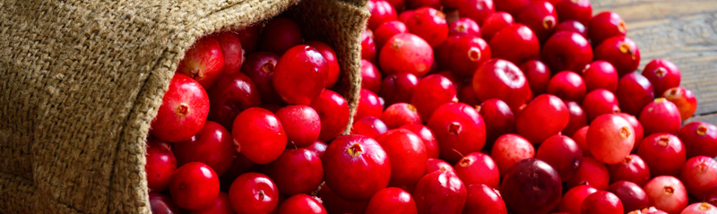 You are currently viewing Cranberry health benefits nutrition facts cultivation harvest article