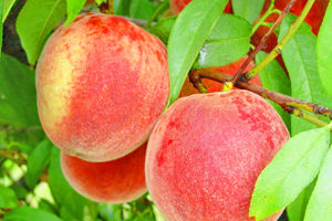 peach harvesting united states