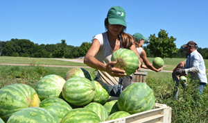 watermelon harvesting